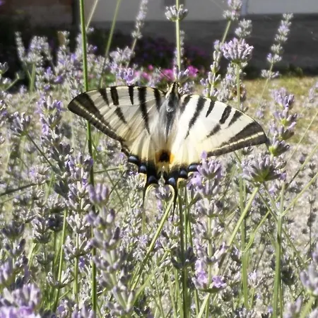 B&B Il Giarolo 카메리아노