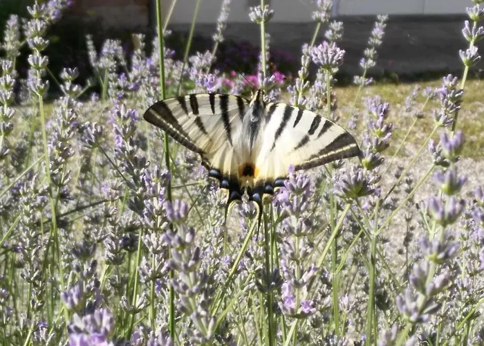 住宿加早餐酒店 Il Giarolo 加梅里亚诺